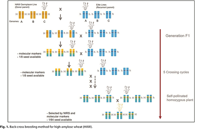 Breeding Approaches for Nutritional Quality Traits in Wheat